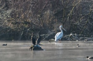 American white pelican in Lake Sammamish, WA