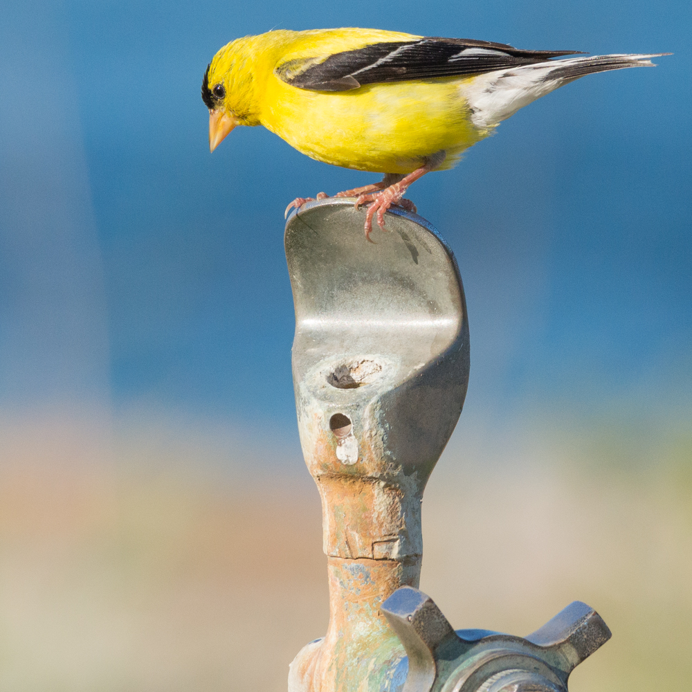 Male American Goldfinch, still in his breeding plumage, alights on a water fountain. Blake Island State Park Campground, WA, July 26th, 2014.