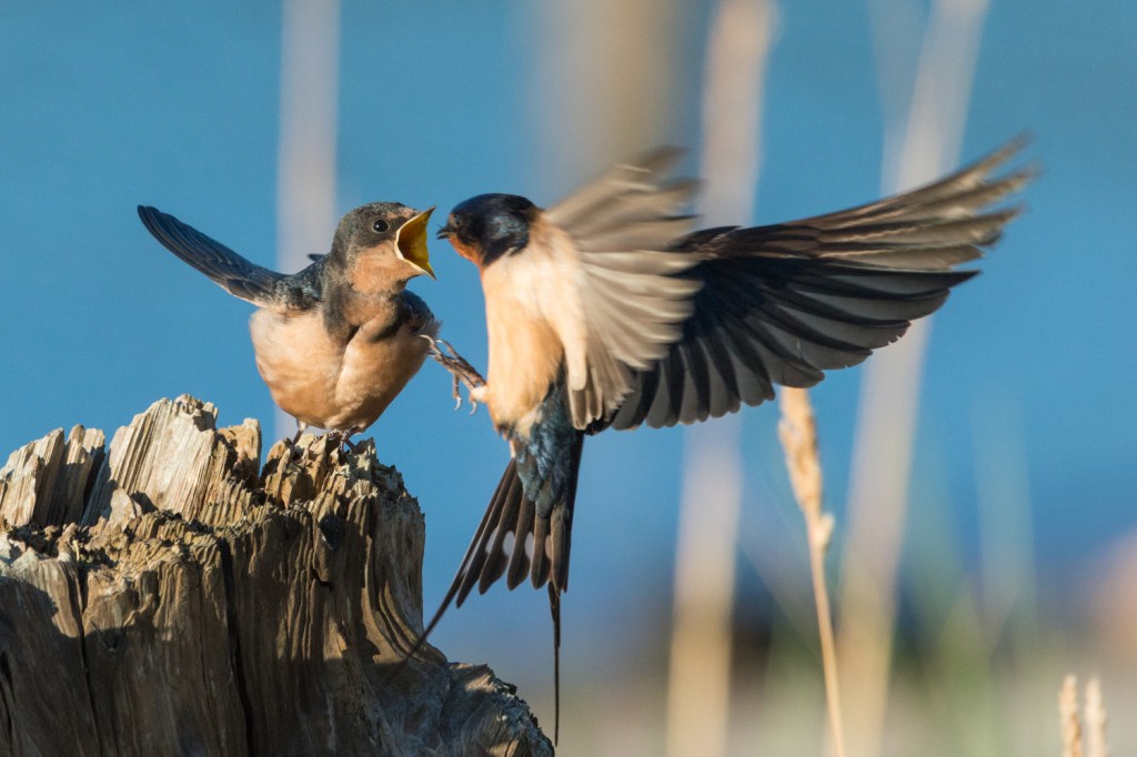 A fledgling barn swallow receives aerial deliveries from its hardworking parents. Blake Island State Park Campground, WA, July 27th, 2014.