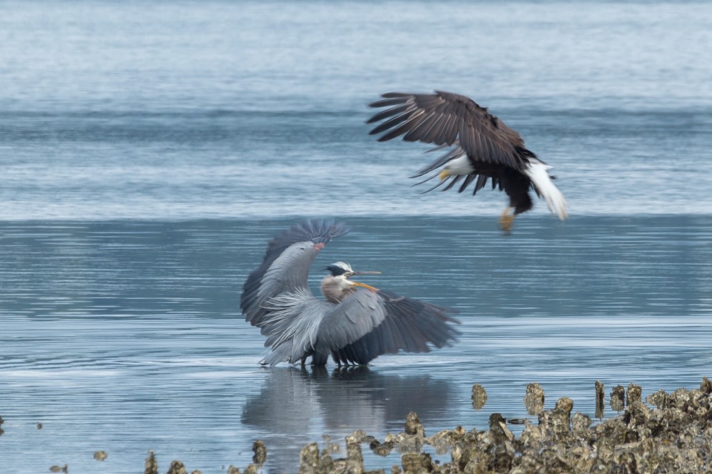 A bald eagle attempts to steal a fish (dropped in the photo) from a great blue heron. Seabeck, WA, June 29th, 2014.
