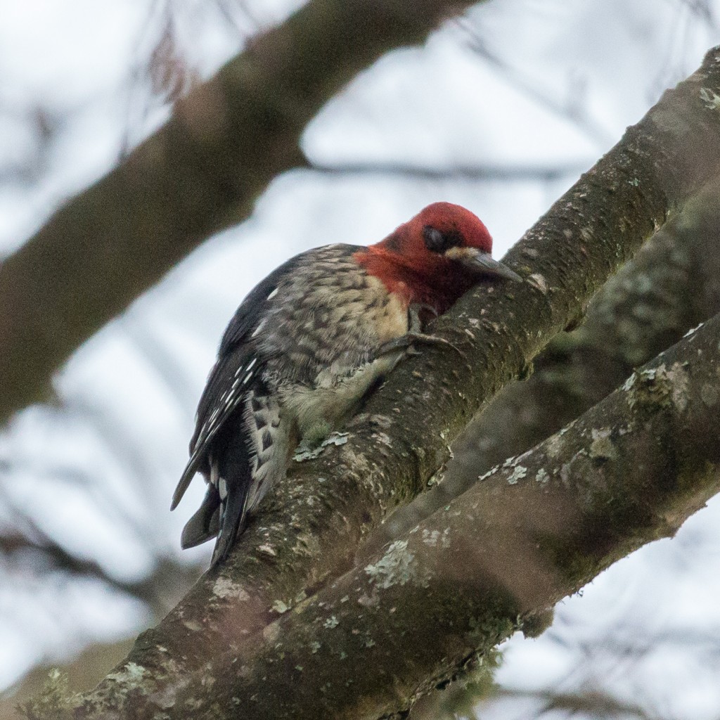 Red-breasted Sapsucker scratching its face