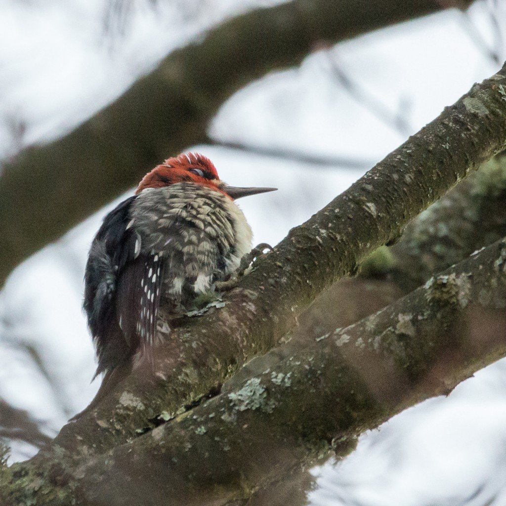 Red-breasted Sapsucker fluffed up