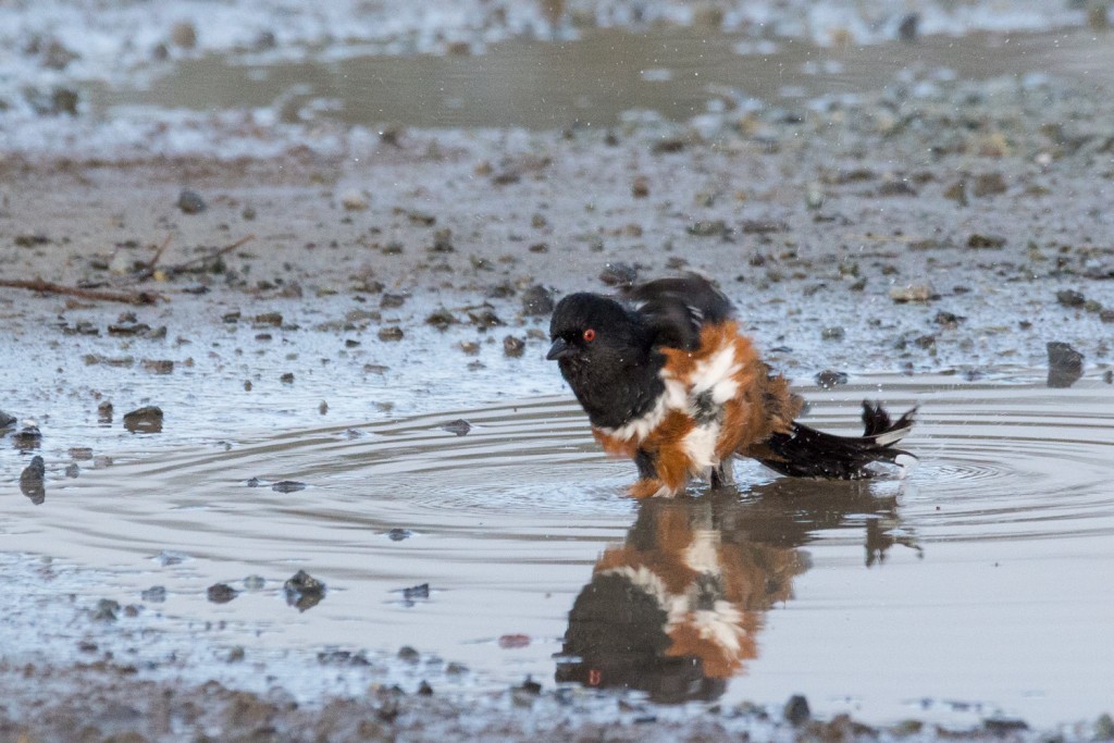 Spotted towhee bathing