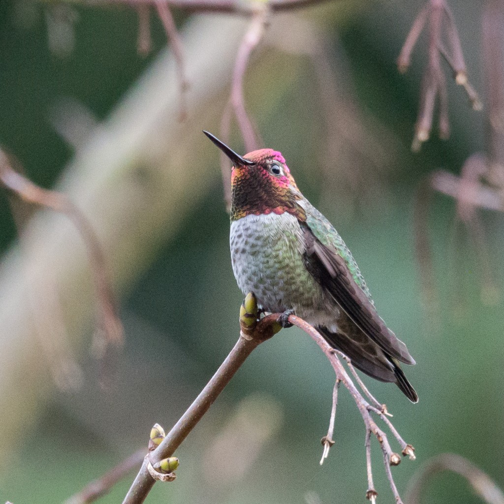 Anna's hummingbird perched