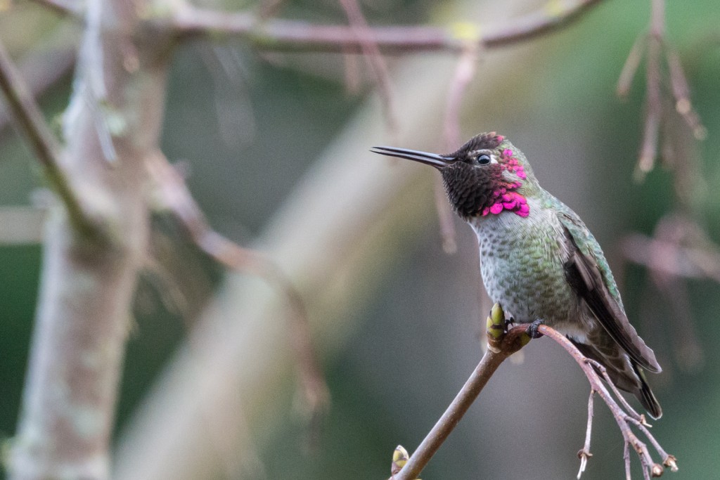 Anna's hummingbird trilling its territorial call