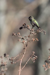 Anna's hummingbird perched