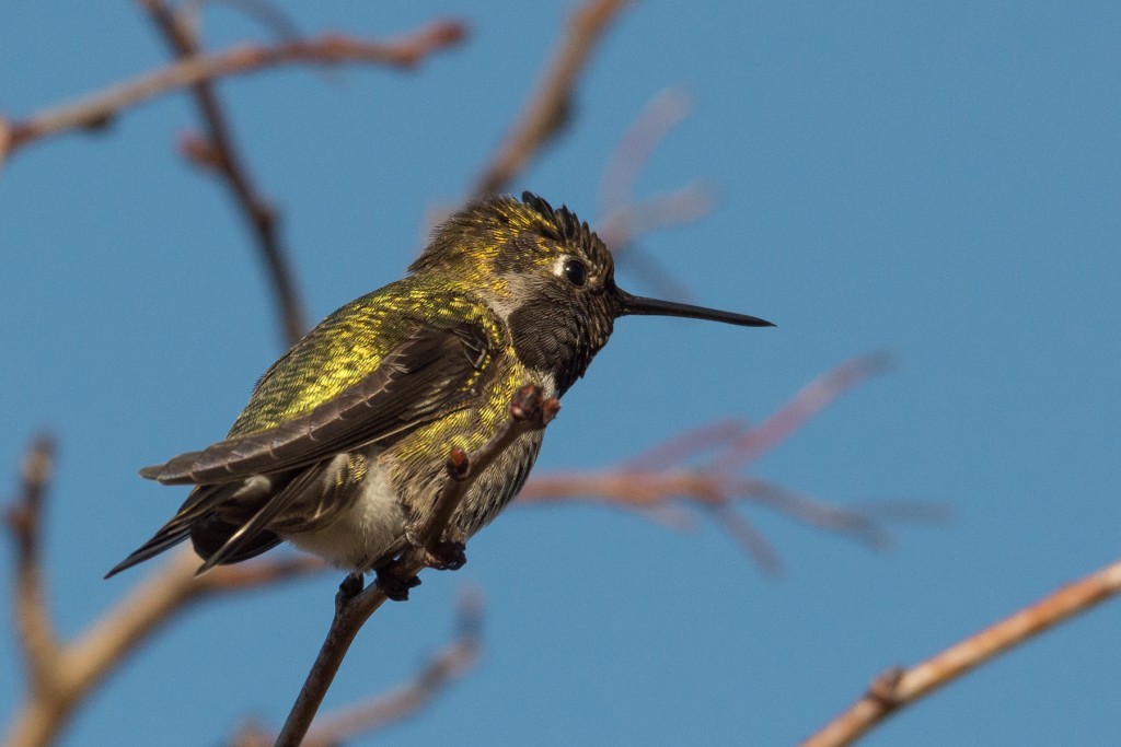 Anna's hummingbird closeup
