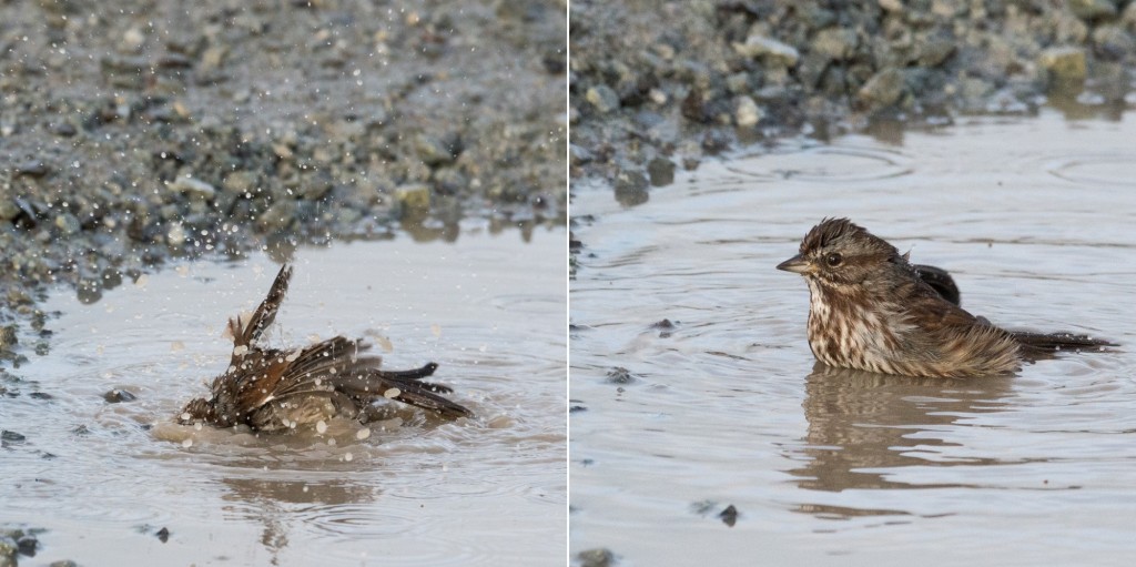 Song sparrow bathing