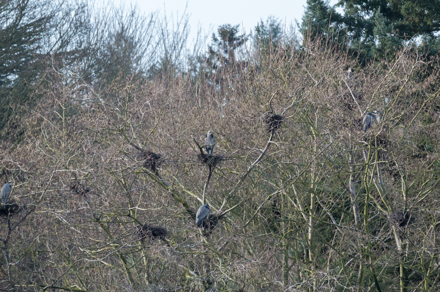 blue herons nesting