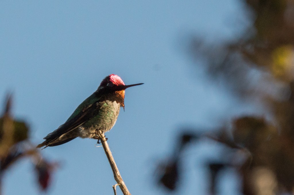 Anna's hummingbird (male)