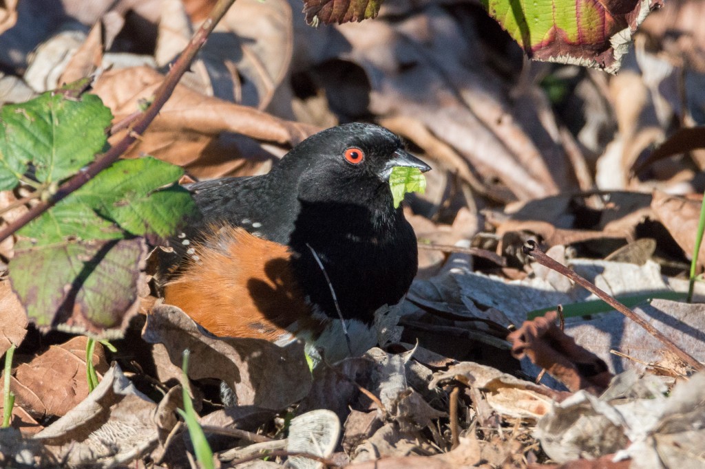 Spotted towhee foraging