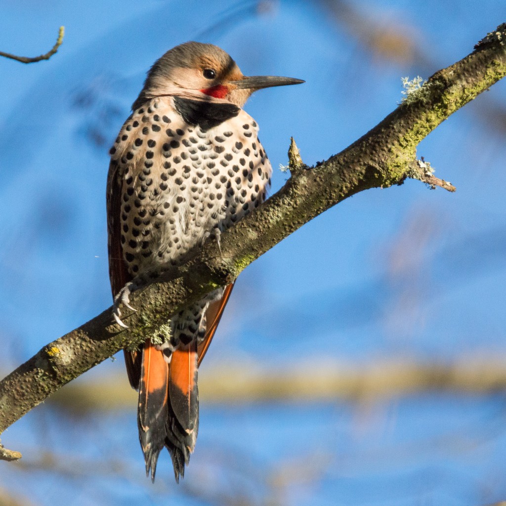 Northern flicker (adult male)