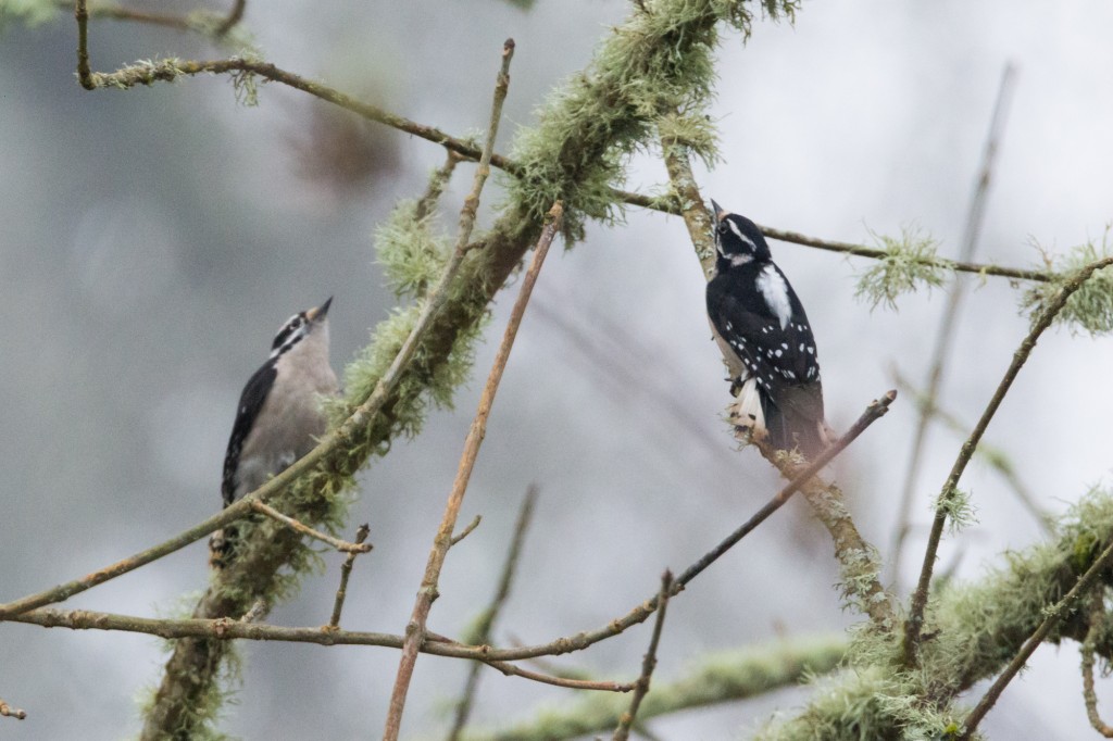 Pair of downy woodpeckers