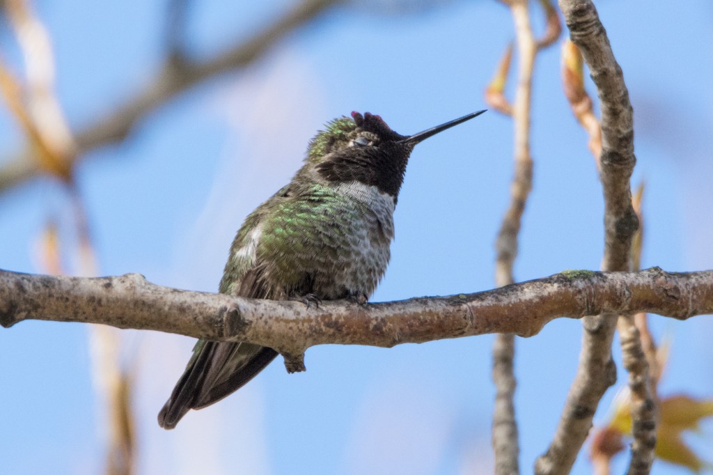 Male Anna's Hummingbird mid-blink