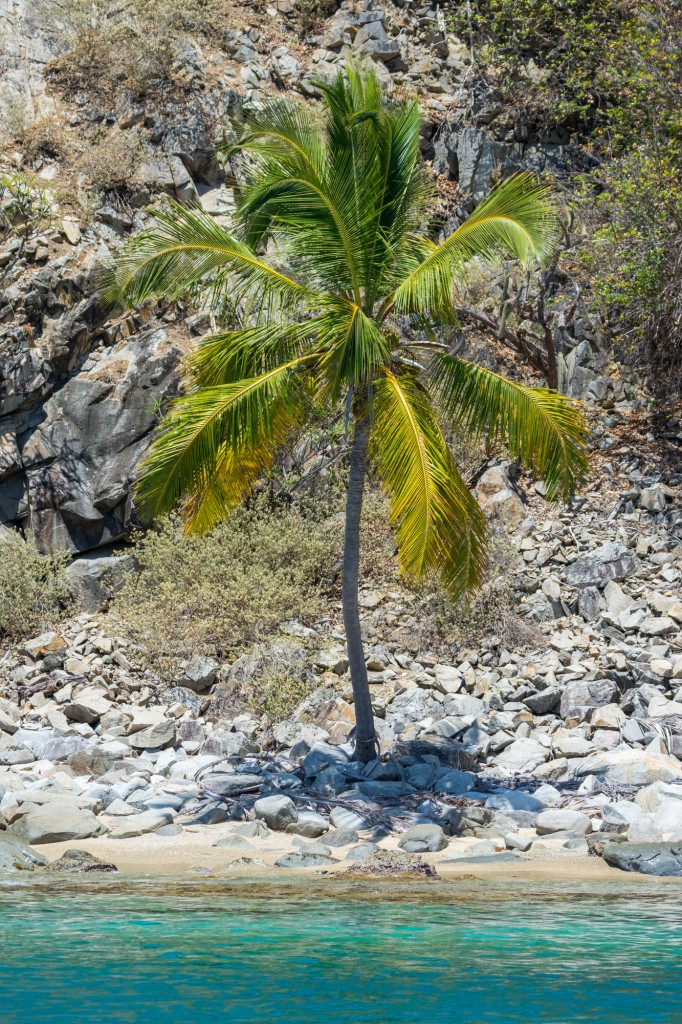 Palm tree on the beach, Cooper Island
