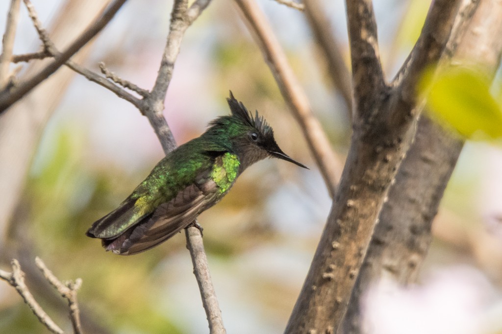 Antillean created hummingbird perched