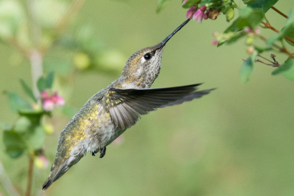 Adult female Anna's hummingbird
