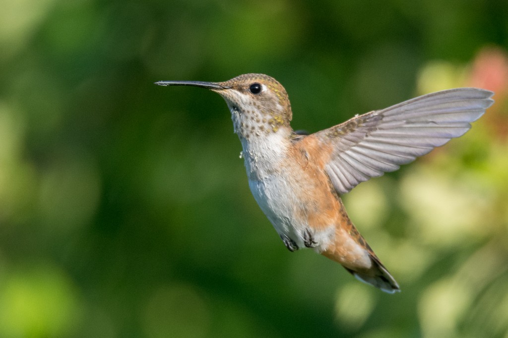 Young female rufous hummingbird
