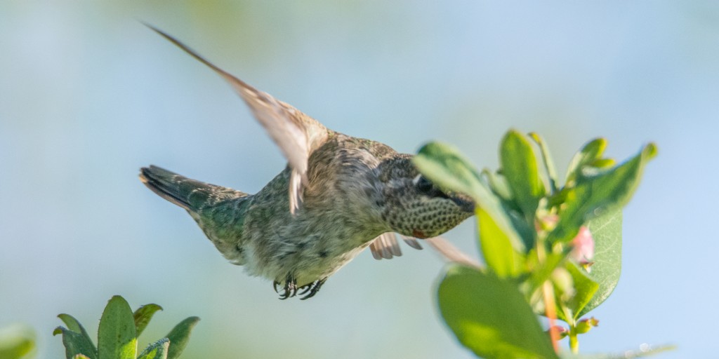 Flexible hummingbird! 