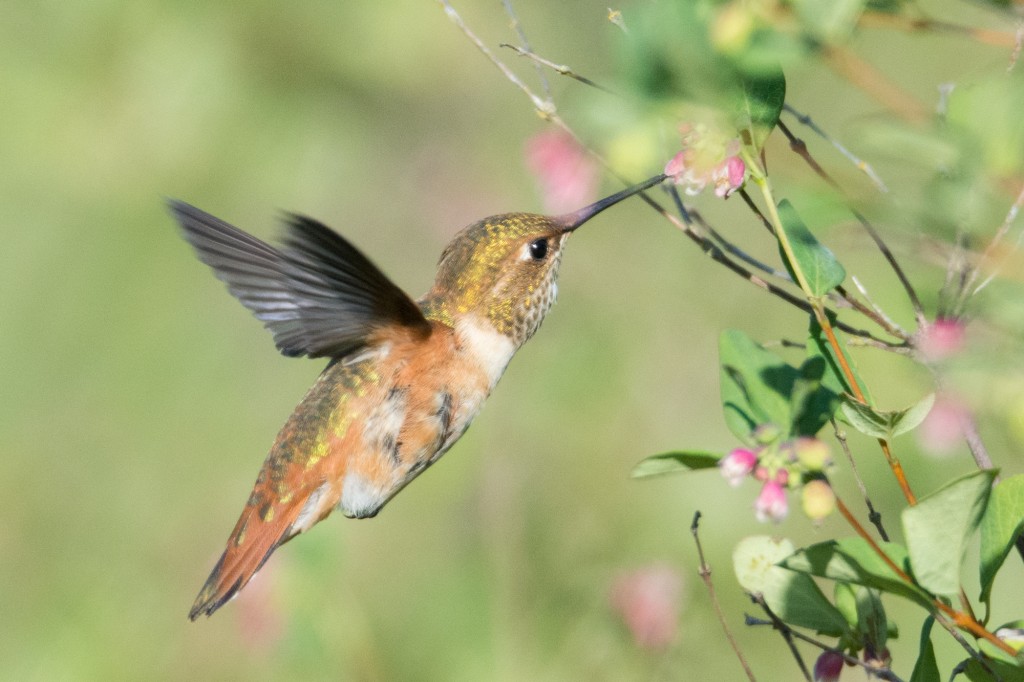 Adult female rufous hummingbird
