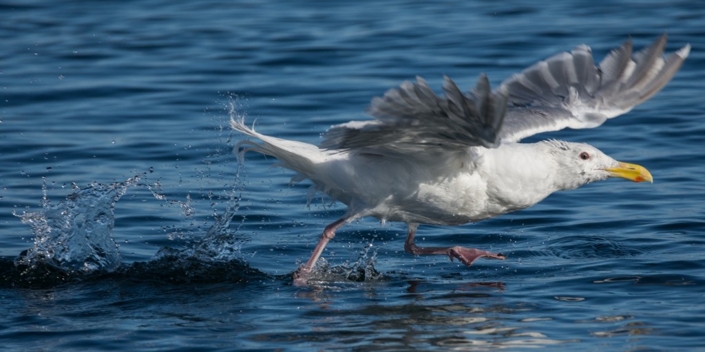glaucous winged gull taking flight